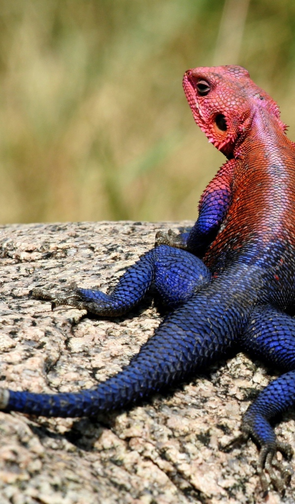 Ящерица с синим хвостом
