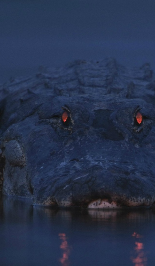 Аллигатор на берегу реки Мьякка