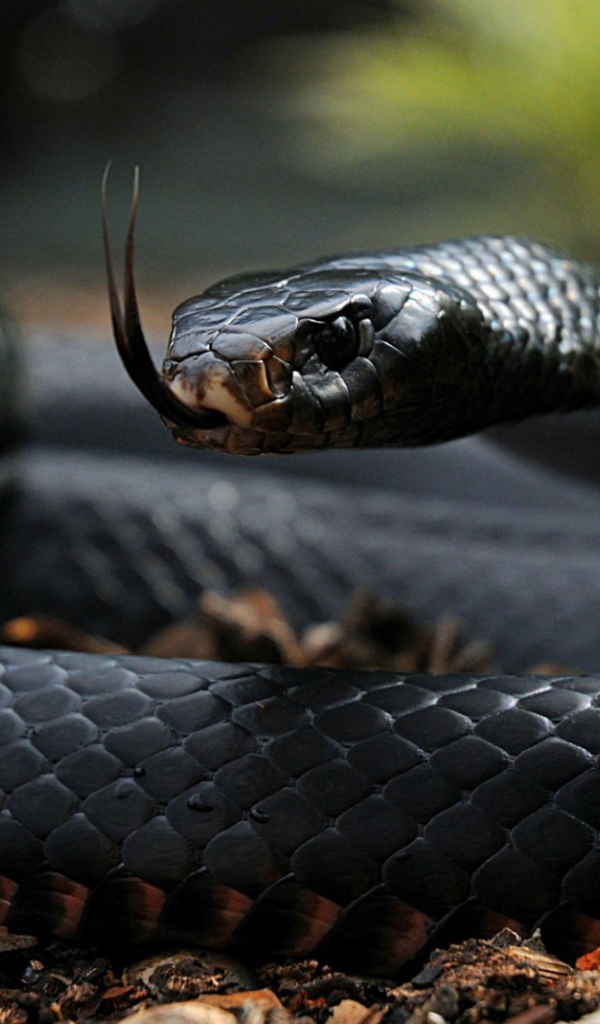 Змея чёрная мамба