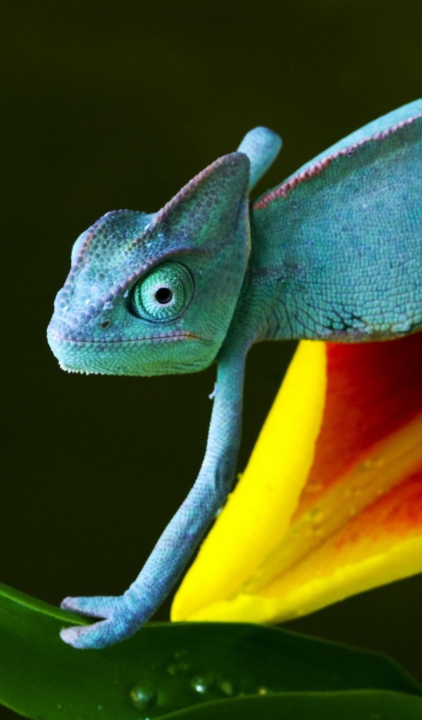 Синий хамелеон