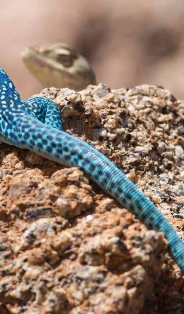 Голубая ящерица на камне