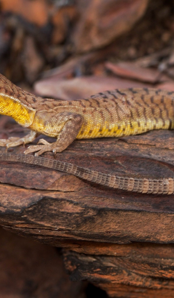 Коричневая ящерица на камне