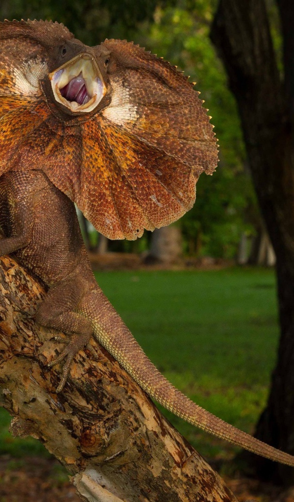 Ящерица с воротником на дереве