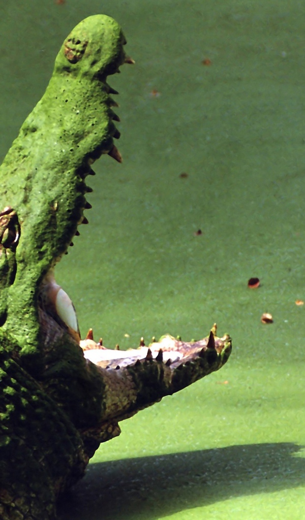 Крокодил на болоте