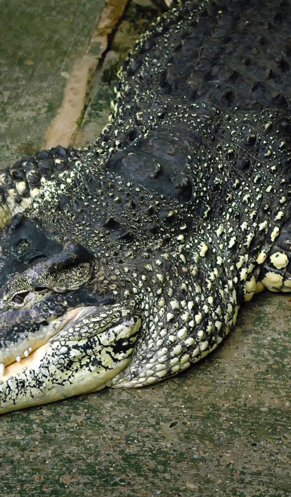 Крокодил лежит на полу