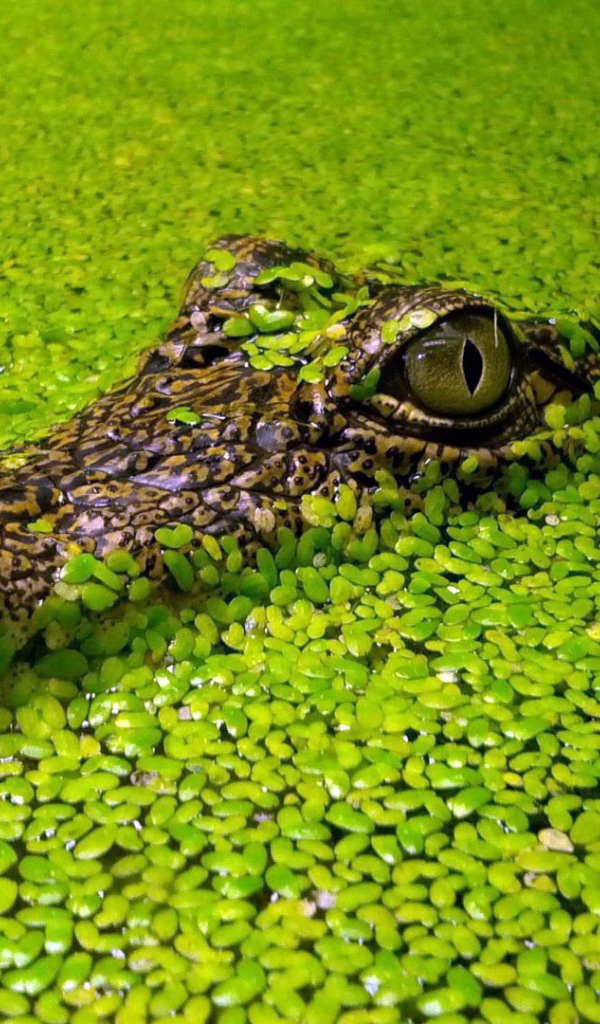 Крокодил маскируется в водных растениях