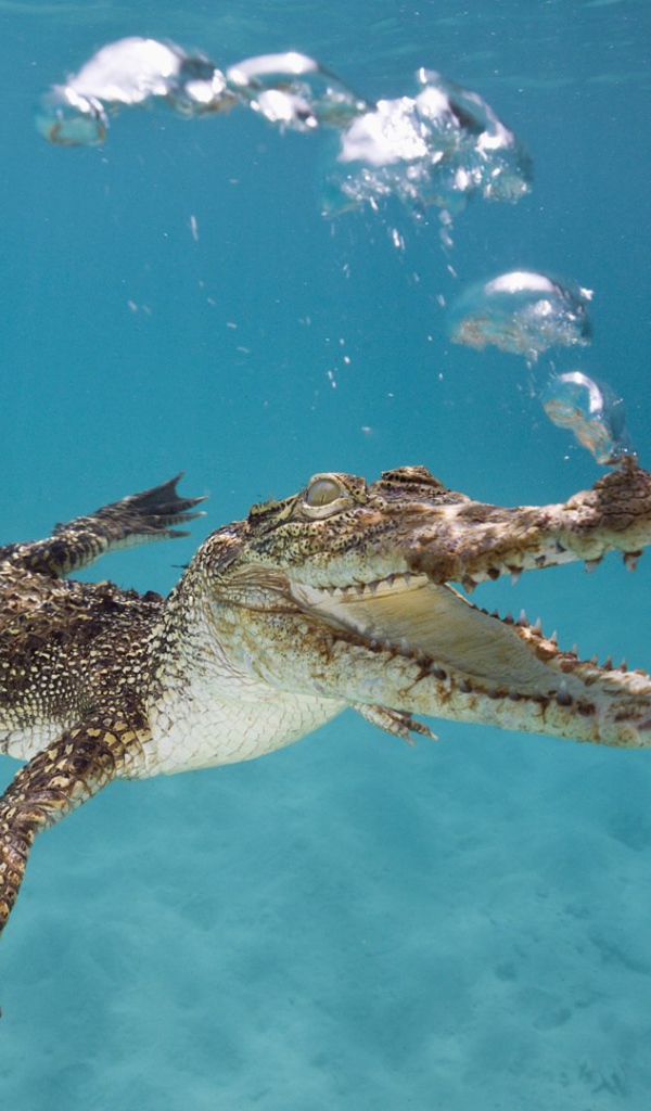 Крокодил плывет под водой