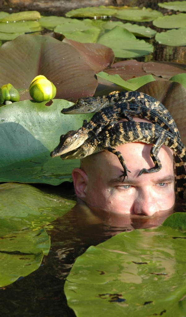 Крокодилы на голове человека