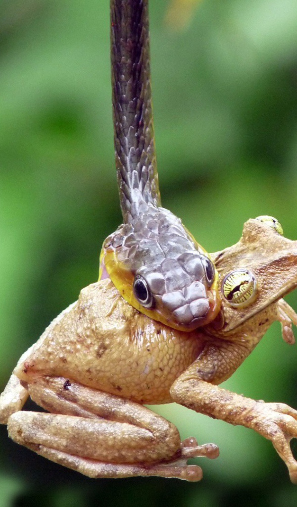 Лягушка стала добычей