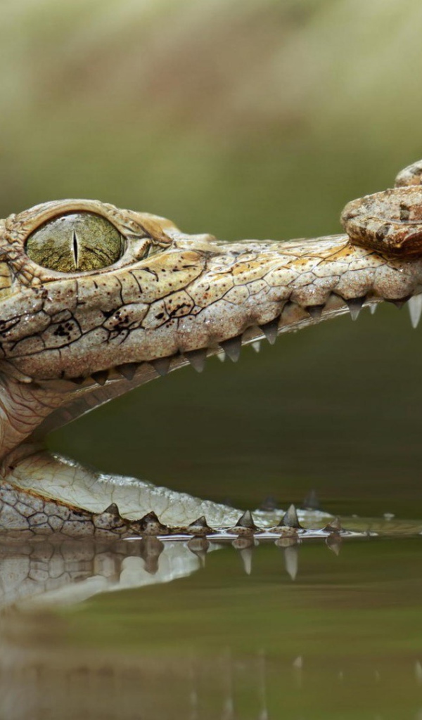 Лягушка на крокодиле