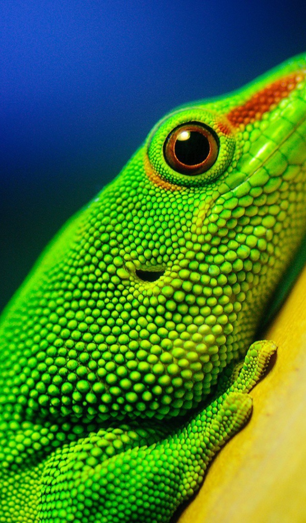 Зеленая ящерица на желтом столбе