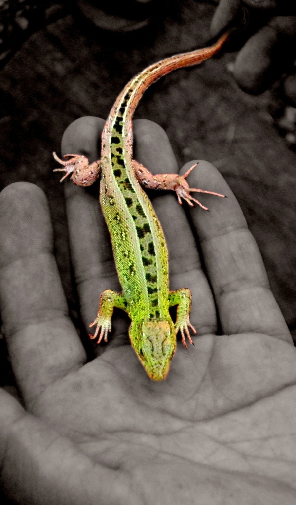 Зеленая ящерица на руке