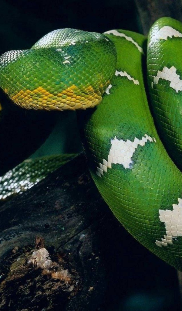 Зеленая змея обвила ствол дерева