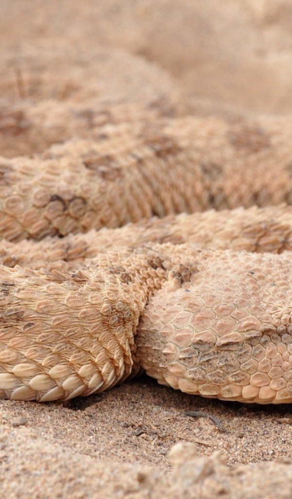 Змея рогатая гадюка