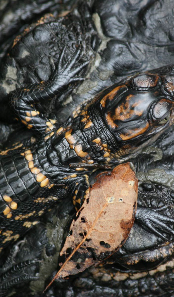 Маленький крокодил на голове мамы