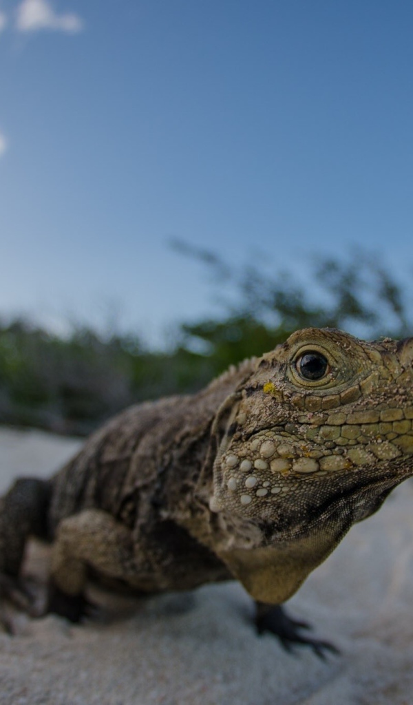 Ящерица на песке пляжа