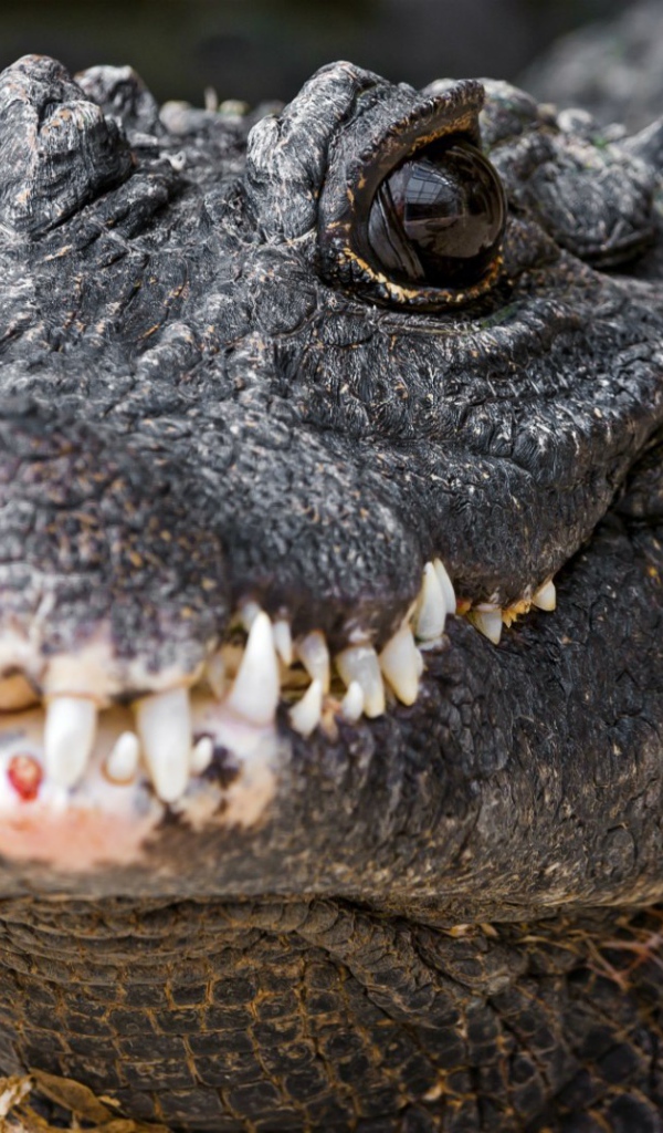 Зубы нильского крокодила