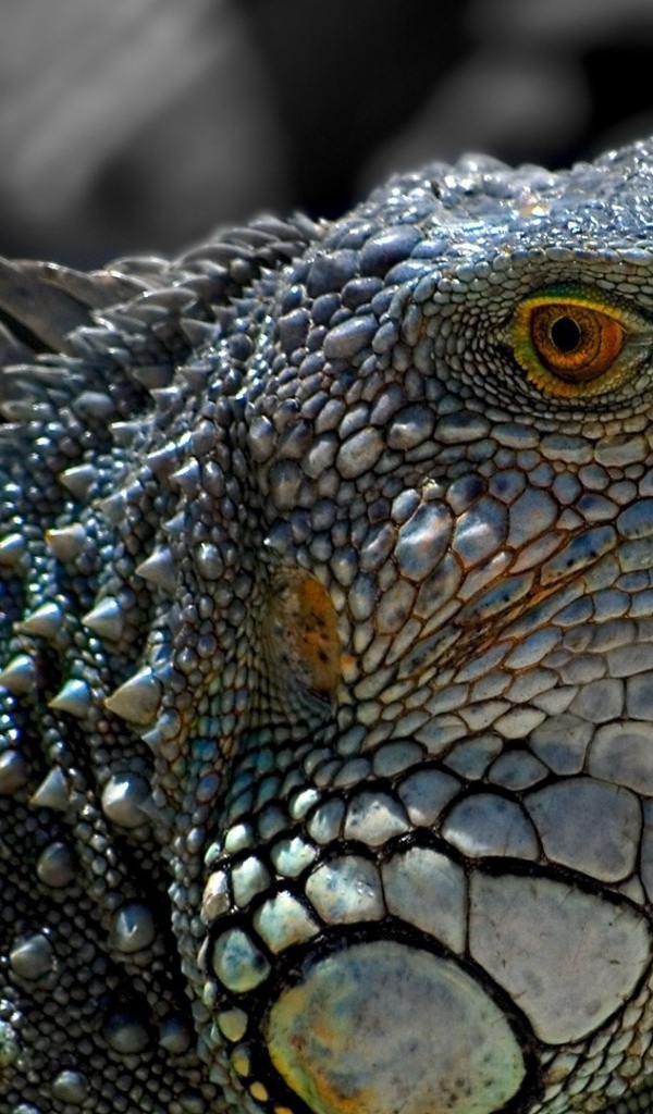 Обыкновенная серая игуана