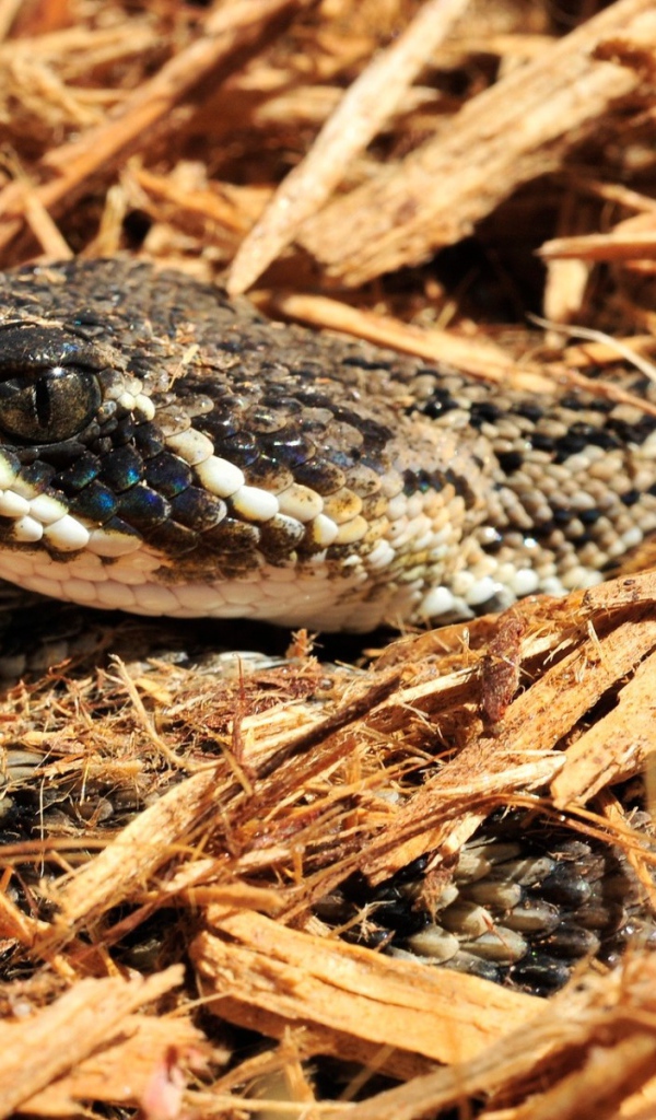Змея в опилках