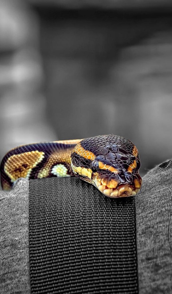 Змея на плече