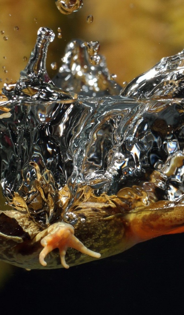 Ящерица упала в воду