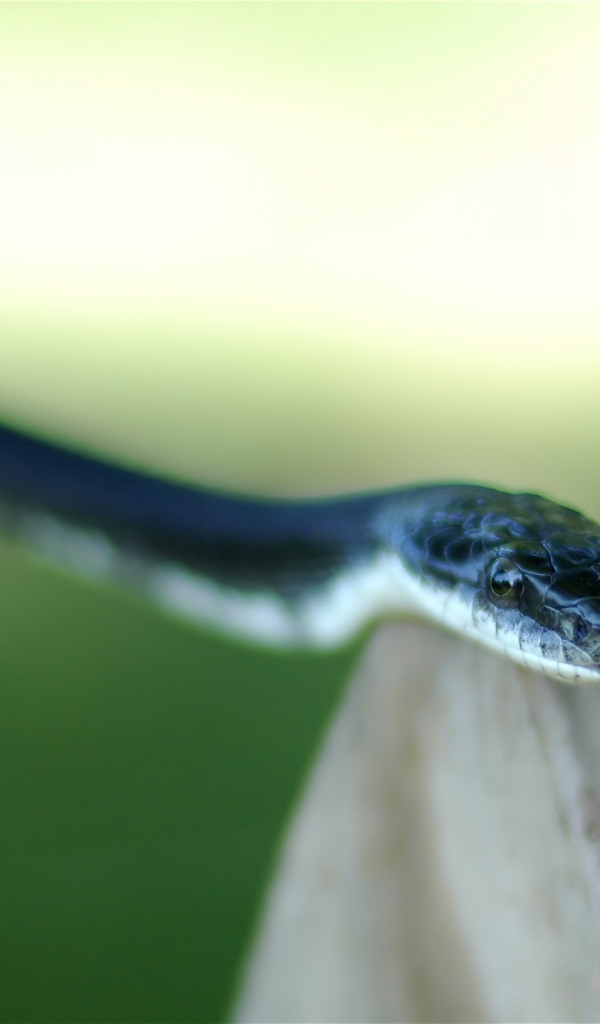 Змея высунула язык