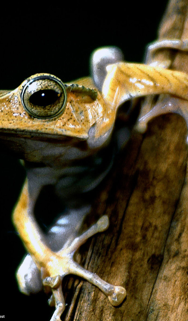 Древесная лягушка на ветке