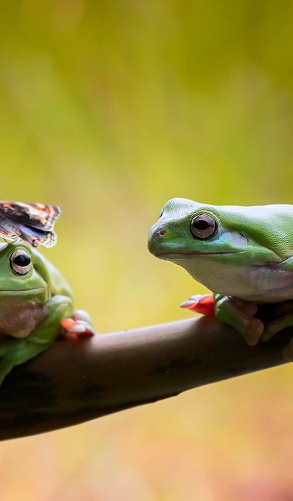 Two frogs sitting on a branch