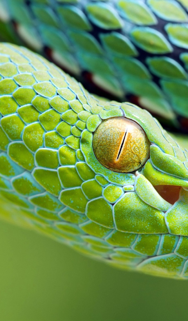 Желтый глаз зеленой змеи