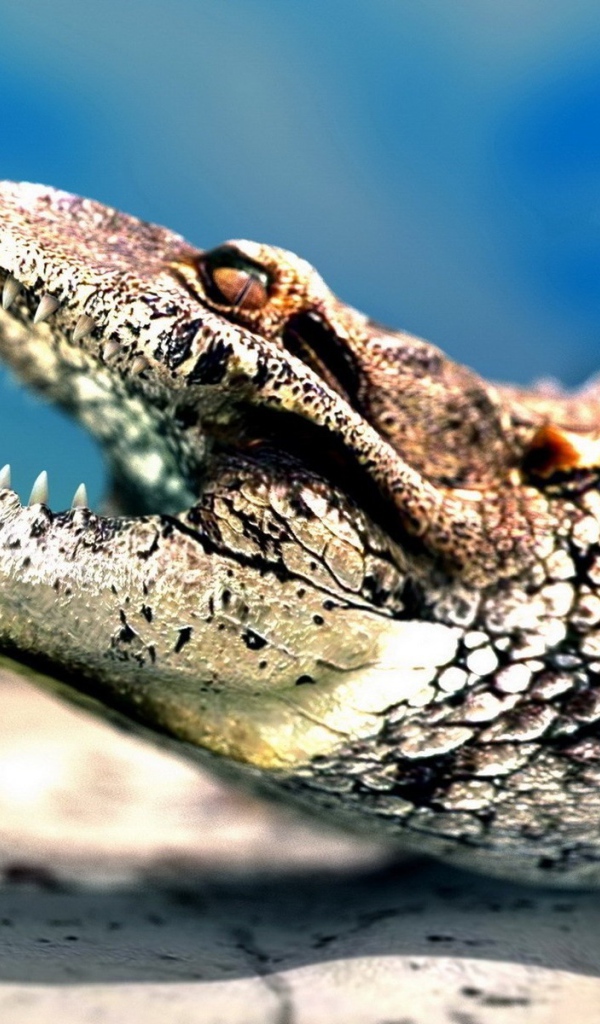 Молодой крокодил показывает зубы
