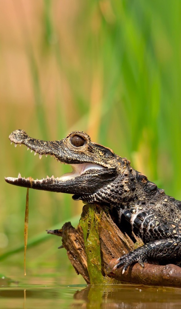 Молодой крокодил в болоте