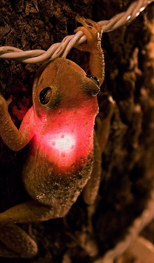 Лягушка проглотила лампочку