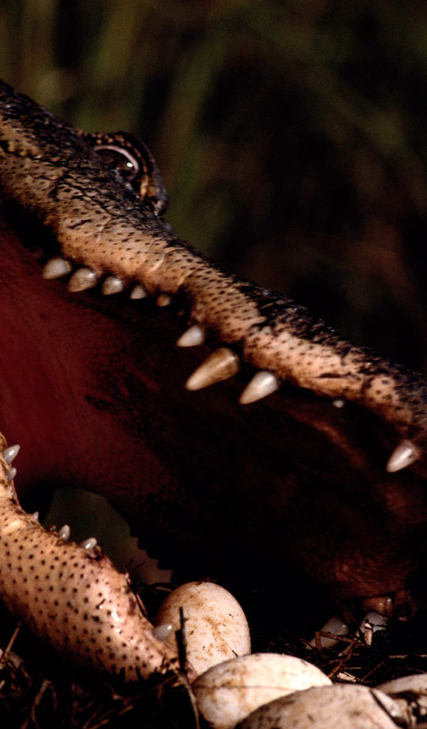 Заботливая мама крокодил