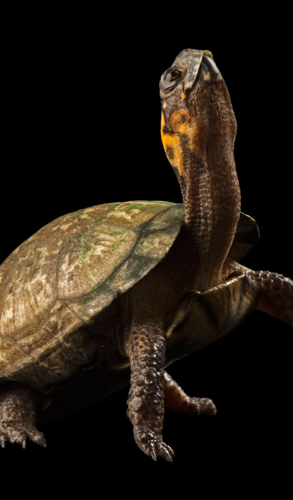 Черепаха на черном фоне