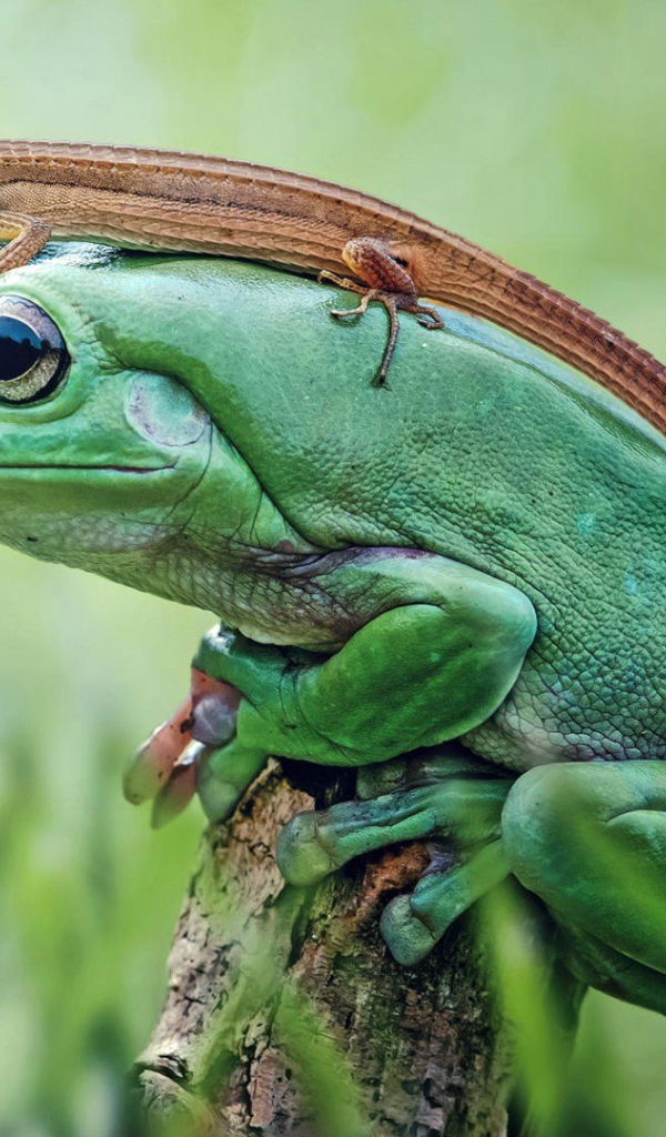 Ящерица верхом на лягушке