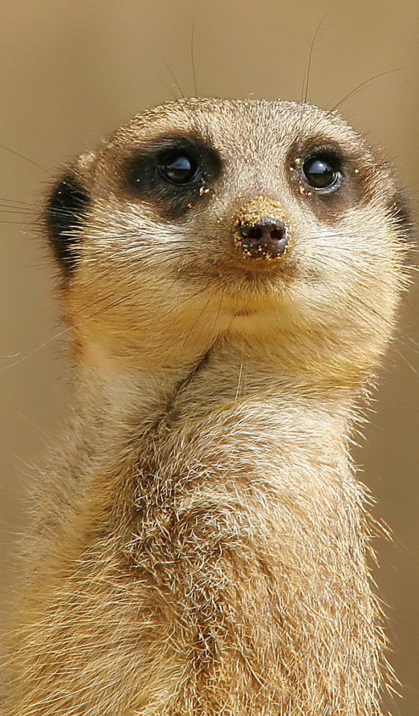 Внимательный взгляд суслика