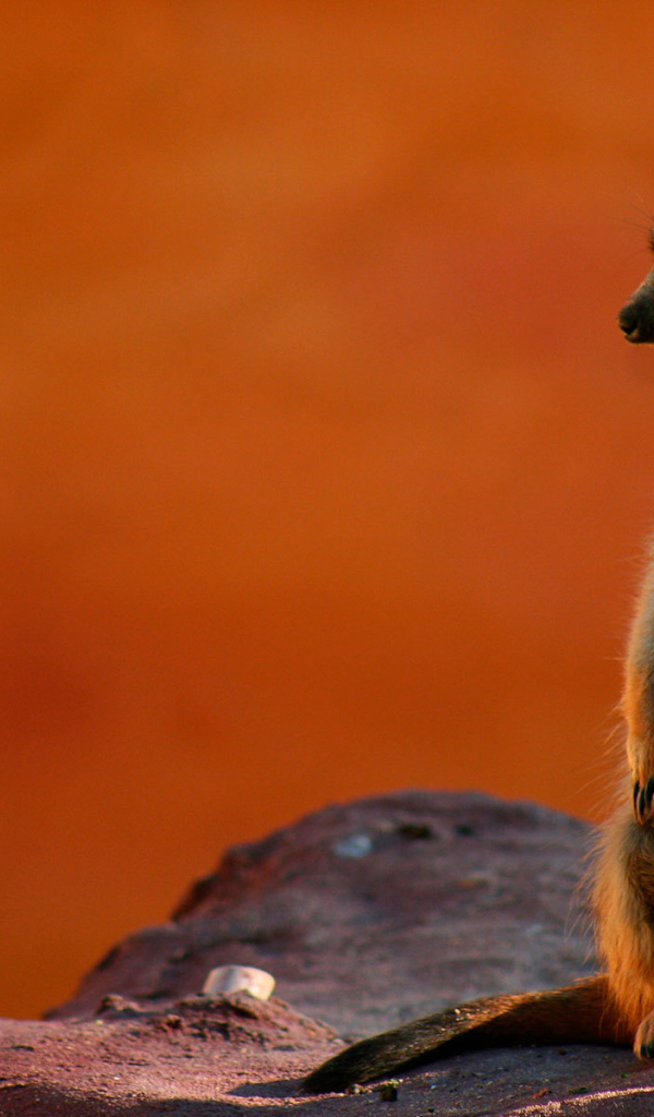 Суслик на посту