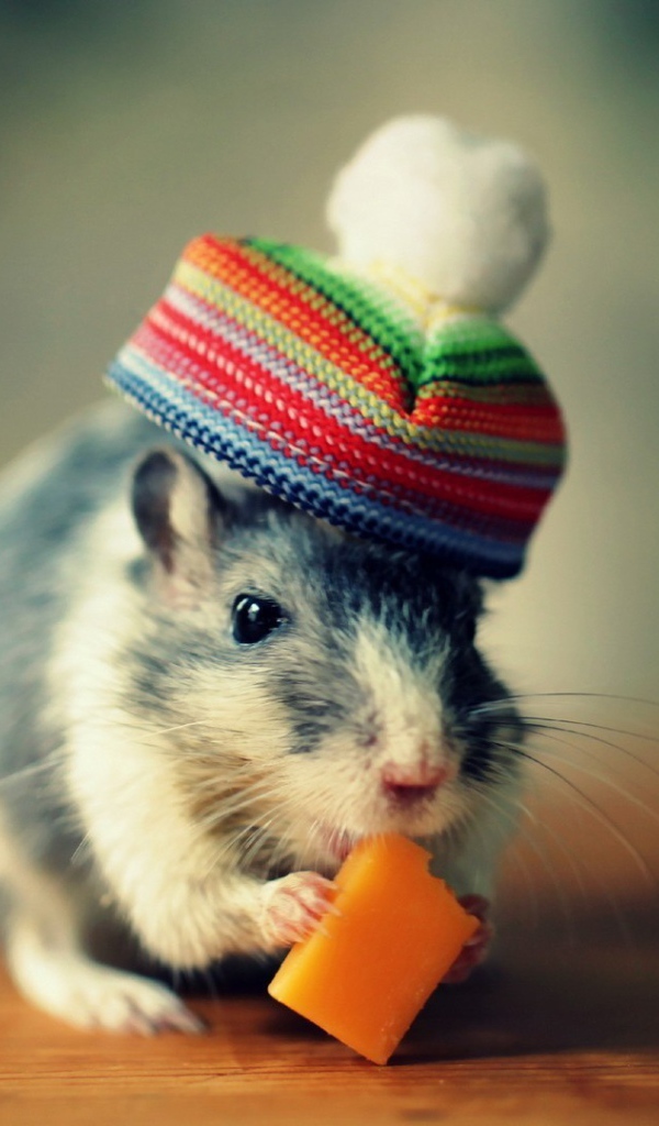 Мышка в шапке кушает сыр