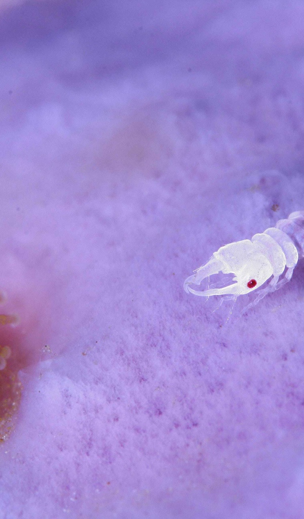 Прозрачное ракообразное животное