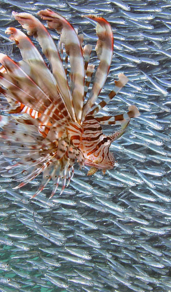 Стая мелкой рыбы