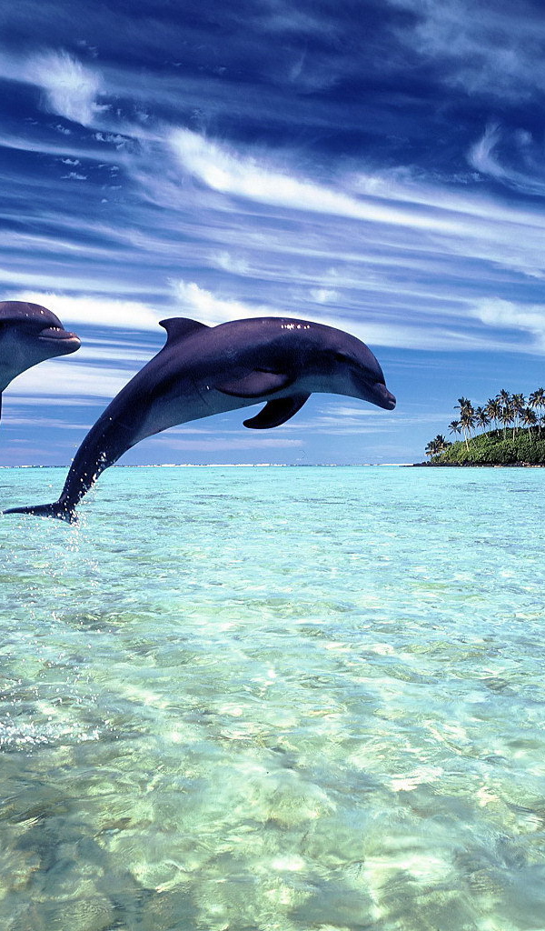 Пара дельфинов выпрыгнули из воды