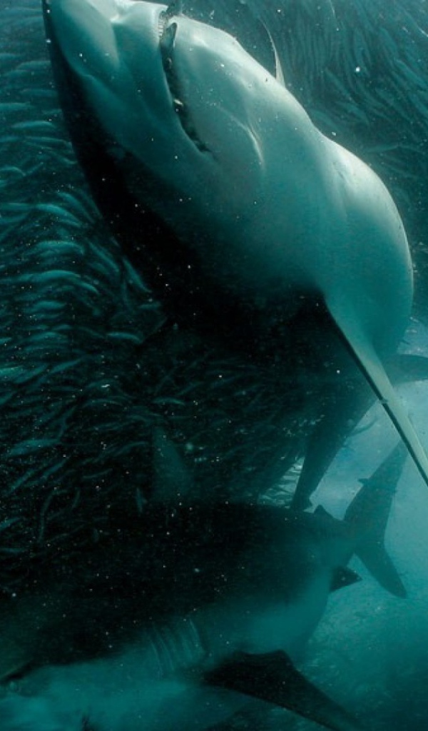 Пара акул в косяке мелких рыб