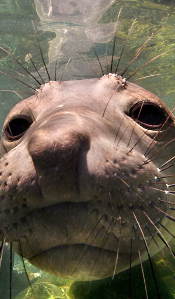 Животное морской слон