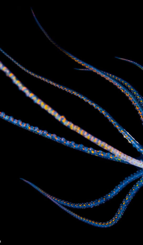 Детеныш осьминога