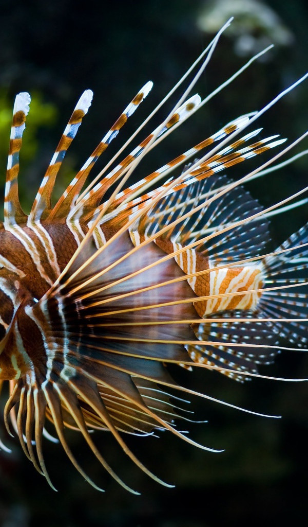 Красивая рыба лев