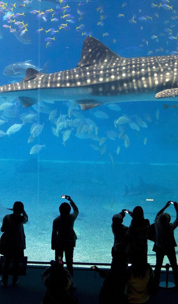 Большая рыба в океанариуме
