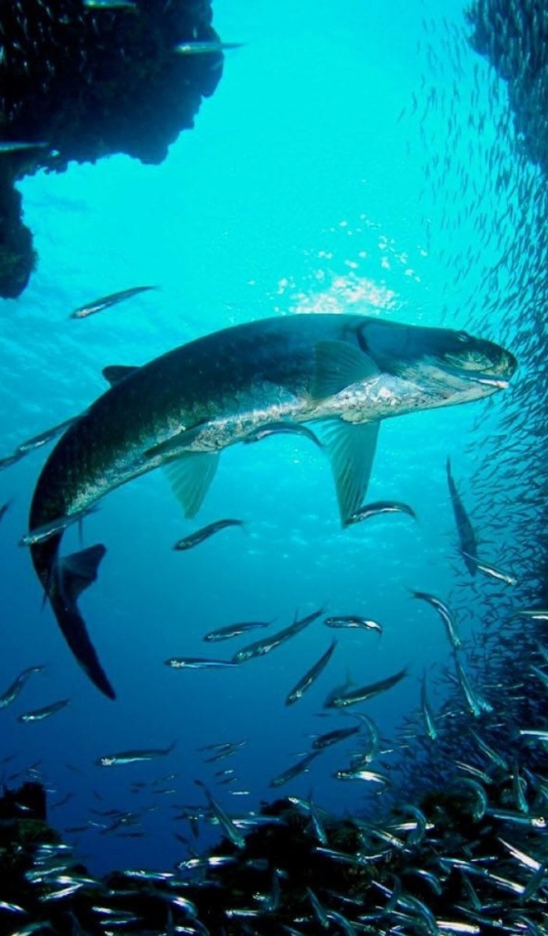 Большая рыба распугала мелких рыбешек