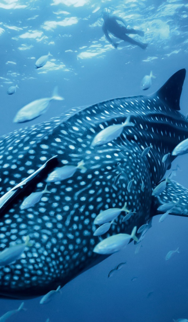 Большая пятнистая рыба в море