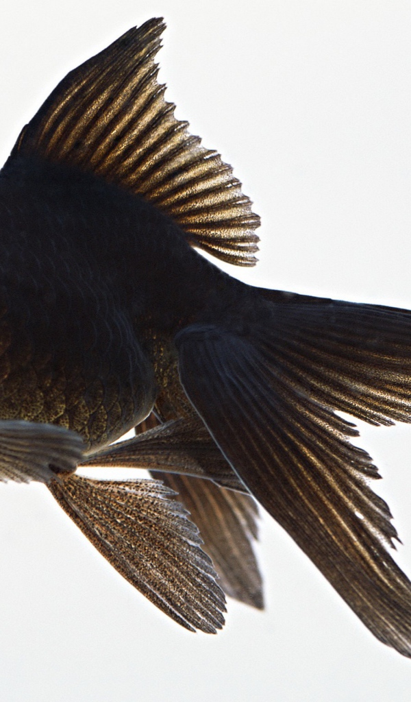 Черная аквариумная рыбка