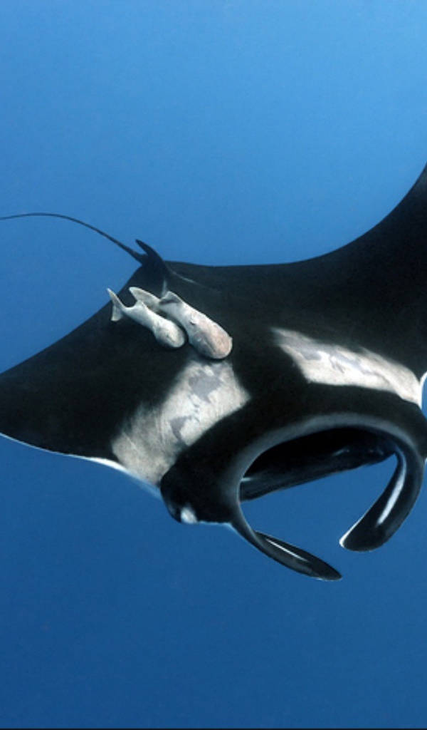 Черный скат в воде